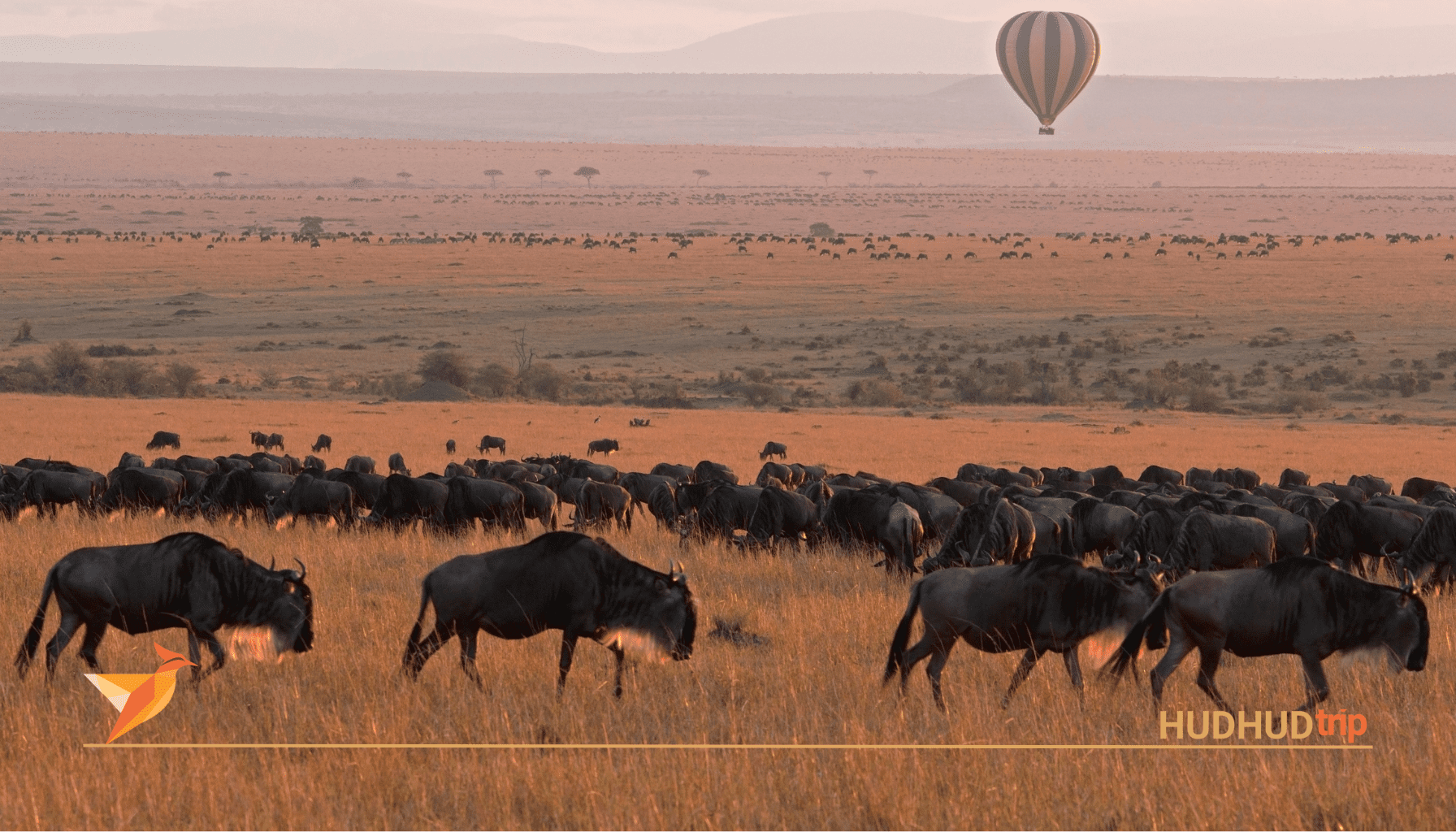 African Parks for Safaris