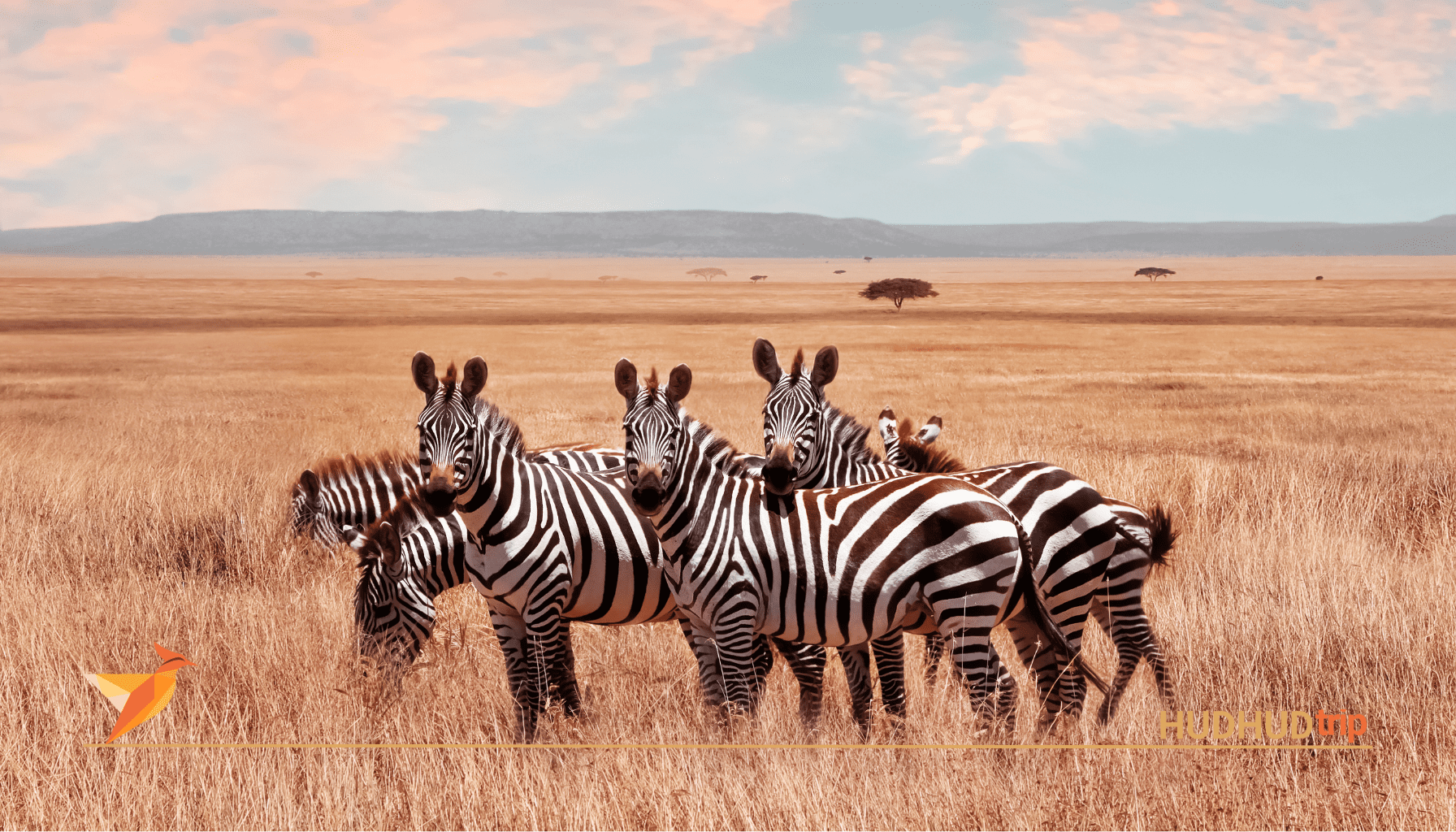 African Parks for Safaris